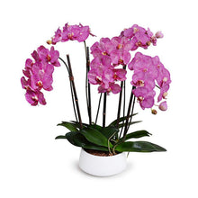 Load image into Gallery viewer, Phalaenopsis Orchid Arrangement (5 Stem)