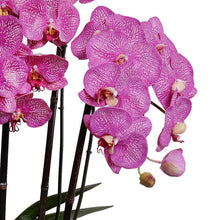 Load image into Gallery viewer, Phalaenopsis Orchid Arrangement (5 Stem)