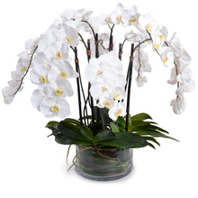 Load image into Gallery viewer, Phalaenopsis Orchid (8 Stem)