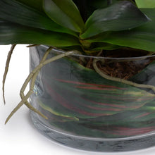 Load image into Gallery viewer, Phalaenopsis Orchid (8 Stem)