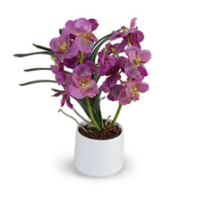 Load image into Gallery viewer, 17" Potted Vanda Orchid (+)