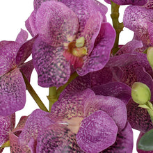 Load image into Gallery viewer, 17" Potted Vanda Orchid (+)