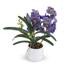 Load image into Gallery viewer, 17" Potted Vanda Orchid (+)