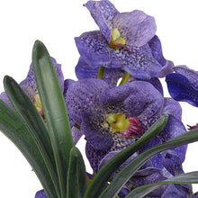 Load image into Gallery viewer, 17" Potted Vanda Orchid (+)
