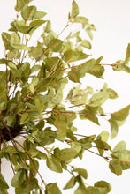 Load image into Gallery viewer, Botanica #9035