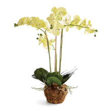 Load image into Gallery viewer, Phalaenopsis Orchid Drop-in (+)