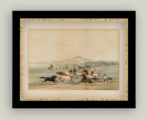 Field Of Horses