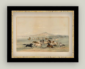 Field Of Horses