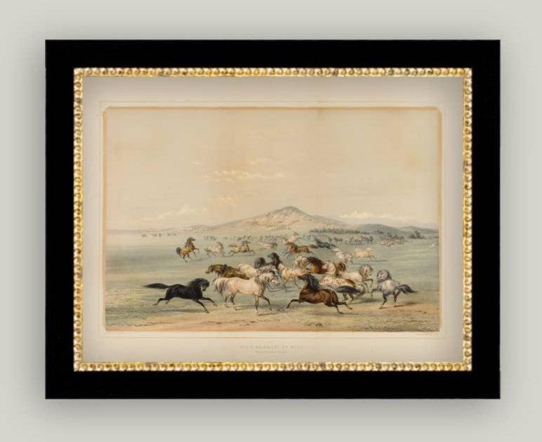 Field Of Horses