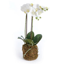 Load image into Gallery viewer, Phalaenopsis Orchid Drop-in (+)