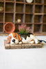 Sleeping Beagle Planter