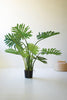 Artificial Split Leaf Philodendron