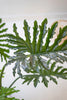 Artificial Split Leaf Philodendron