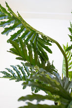 Load image into Gallery viewer, Artificial Split Leaf Philodendron
