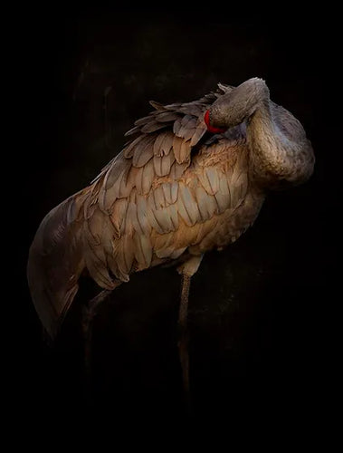 Sandhill Crane I