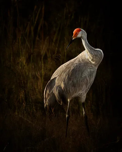 Sandhill Crane II