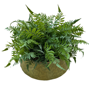 Fern in Metal Planter