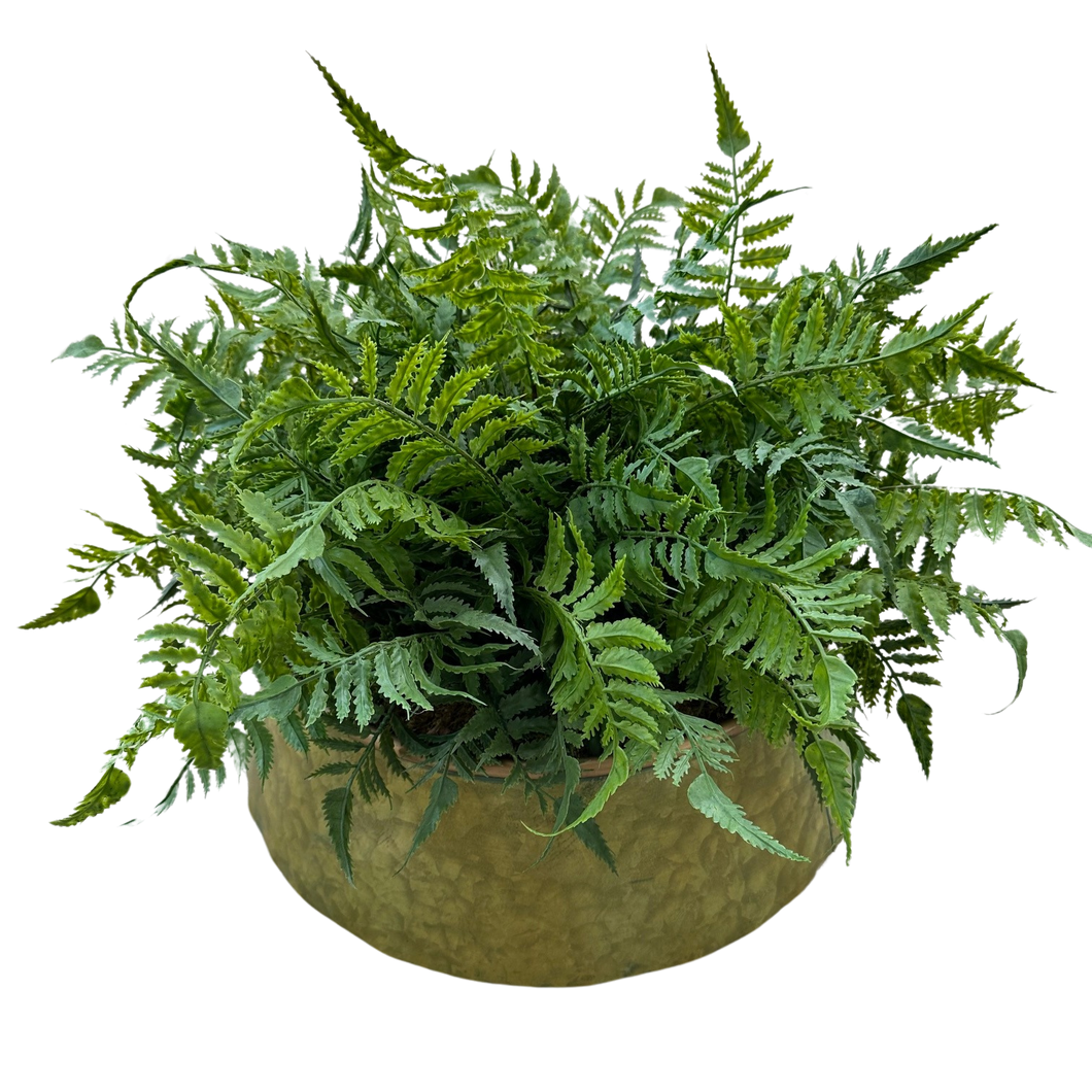 Fern in Metal Planter