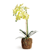 Load image into Gallery viewer, Phalaenopsis Orchid Drop-in (+)