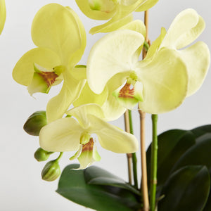 Phalaenopsis Orchid Drop-in (+)