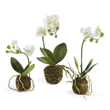 Load image into Gallery viewer, Phalaenopsis Orchid Drop-in (+)